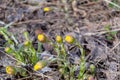 Coltsfoot flowers in spring in the park Royalty Free Stock Photo