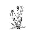 Coltsfoot flowers, vector Illustration.