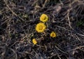 Coltsfoot or foalfoot four flowers in spring among dryed grass. Spring plant growth