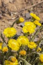 Coltsfoot foalfoot vertical photo close-up, beautiful large flowers coltsfoot yellow bright sunny, medical herbs