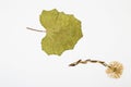 Coltsfoot herbarium on white