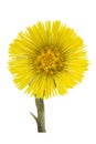 Coltsfoot medical- Tussilago farfara