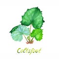 Coltsfoot plant green leaves, isolated on white background hand painted watercolor illustration
