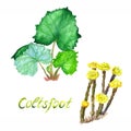 Coltsfoot plant set with green leaves and with yellow flowers, isolated on white background hand painted watercolor illustration