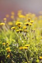 Coltsfoot spring flower