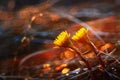 Coltsfoot spring flowers Royalty Free Stock Photo