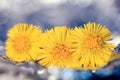 Coltsfoot, spring flowers Royalty Free Stock Photo