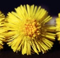 Coltsfoot, spring flowers fresh dew Royalty Free Stock Photo