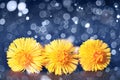 Coltsfoot, spring flowers fresh dew Royalty Free Stock Photo