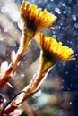 Coltsfoot, spring flowers fresh dew Royalty Free Stock Photo