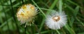 Coltsfoot stands on a meadow