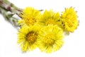 Coltsfoot (Tussilago farfara) Royalty Free Stock Photo