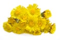 Coltsfoot (Tussilago farfara)