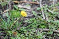 Coltsfoot - Tussilago farfara also known as foalfoot or horsefoot. One of the first blooming flowers in spring Royalty Free Stock Photo