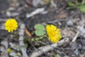 Coltsfoot - Tussilago farfara also known as foalfoot or horsefoot. One of the first blooming flowers in spring Royalty Free Stock Photo