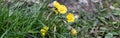 Coltsfoot - Tussilago farfara also known as foalfoot or horsefoot. One of the first blooming flowers in spring Royalty Free Stock Photo