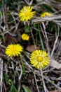 Coltsfoot - early spring flowers in the German Alps Royalty Free Stock Photo