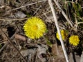 Coltsfoot Tussilago farfara flowering in spring