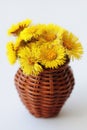 Coltsfoot Tussilago farfara flowers bouquet in wicker vase Royalty Free Stock Photo