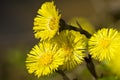 Coltsfoot (Tussilago farfara L.)