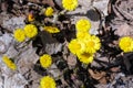 Coltsfoot (Tussilago farfara