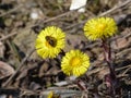 Coltsfoot Tussilago farfara pollinated by European honey bee Apis mellifera in early spring