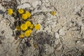 coltsfoot on white lime soil