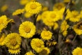 Coltsfoot