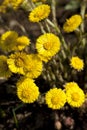 Coltsfoot