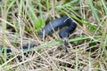 Coluber constrictor priapus, southern black racer Royalty Free Stock Photo