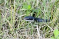 Coluber constrictor priapus, southern black racer Royalty Free Stock Photo