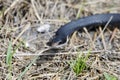 Coluber constrictor priapus, southern black racer Royalty Free Stock Photo