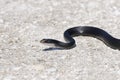 Coluber constrictor priapus, southern black racer Royalty Free Stock Photo