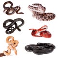 Colubridae snakes set, on white