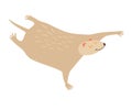 Colugo dolphin icon vector illustration