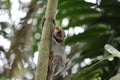 Colugo portrait Royalty Free Stock Photo