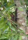 Colugo in tree during the day in borneo Royalty Free Stock Photo