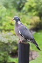 Columba Livia on a bough