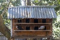 Columba Livia domestics sitting in front of house. Two pigeon are sitting on wooden stick