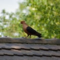 GimpelÃÂ pigeons - Columbidae Royalty Free Stock Photo