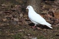 Columba livia, Rock Dove.