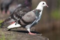 Columba livia, Rock Dove. Royalty Free Stock Photo