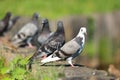 Columba livia, Rock Dove. Royalty Free Stock Photo