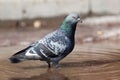 Columba livia, Rock Dove. Royalty Free Stock Photo