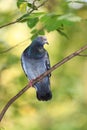 Columba livia, Rock Dove. Royalty Free Stock Photo