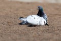 Columba livia, Rock Dove. Royalty Free Stock Photo