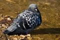 Columba livia, Rock Dove, Pigeon Royalty Free Stock Photo