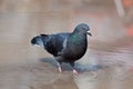 Columba livia, Rock Dove, Pigeon Royalty Free Stock Photo