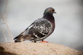 Columba livia, Rock Dove, Pigeon Royalty Free Stock Photo