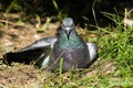 Columba livia, Rock Dove, Pigeon Royalty Free Stock Photo